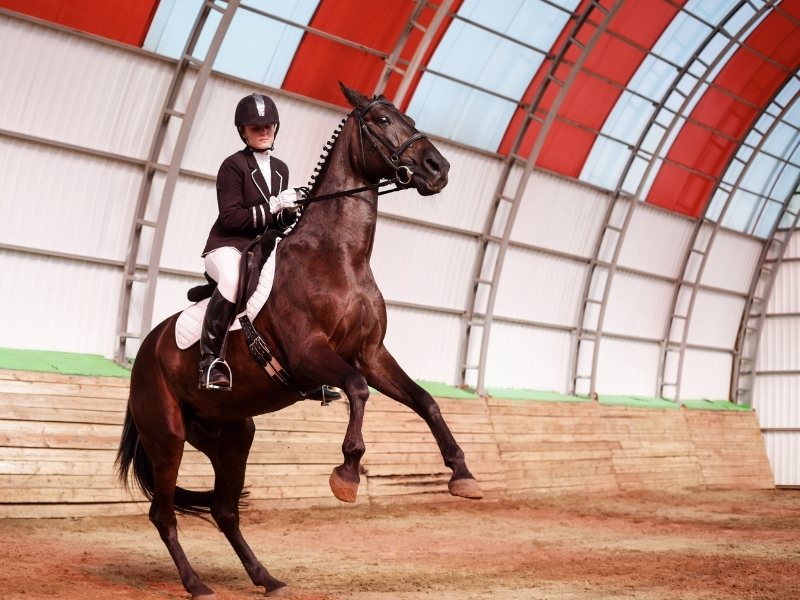 SEO für Reitlehrer