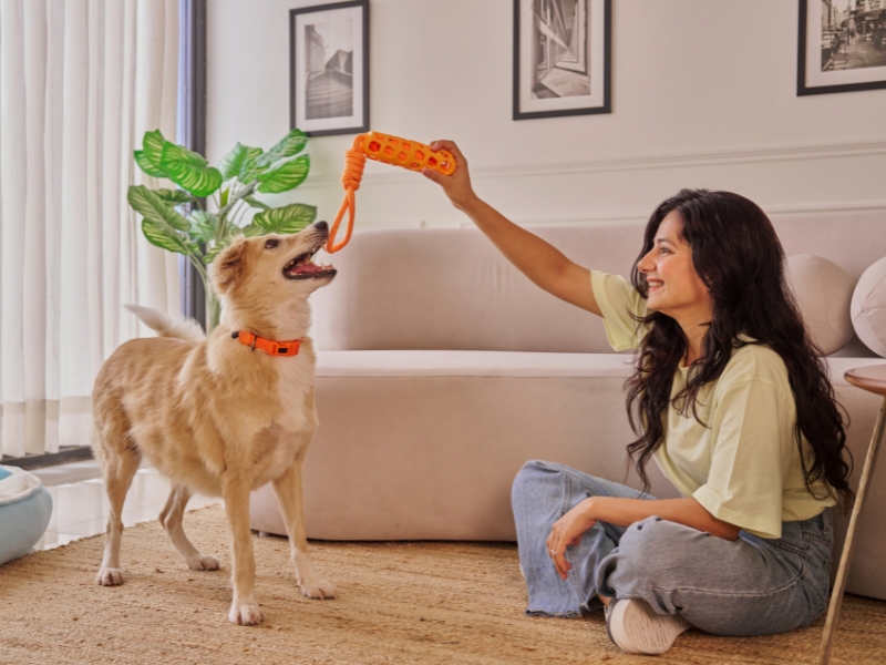 SEO für Tierbetreuung